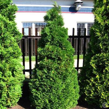 Thuja occidentalis 'Holmstrup'