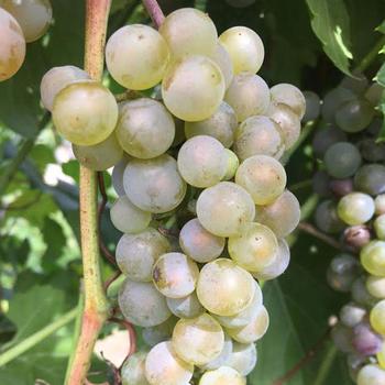 Vitis 'Itasca'