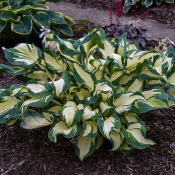 Hosta ''Hans'' (Hosta, Plantain Lily)