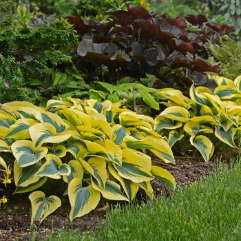 Hosta hybrid