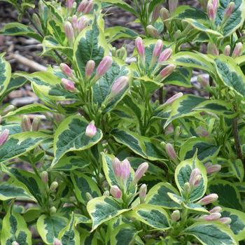 Weigela florida 'Bubloon'