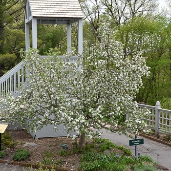 Malus 'Chestnut'