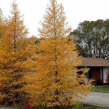 Larix laricina