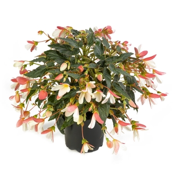 Begonia Waterfalls