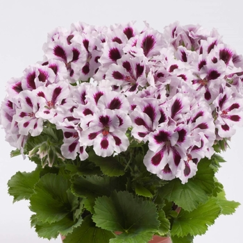 Geranium 