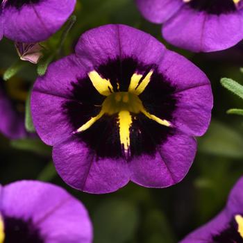 Calibrachoa (Trailing Petunia)
