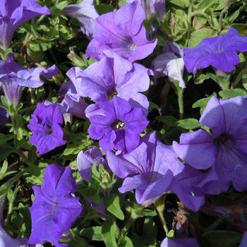 Petunia 