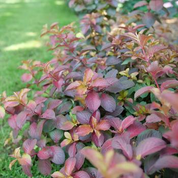 Weigela florida