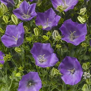 Campanula Car Pristar 