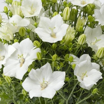 Campanula Car Pristar 
