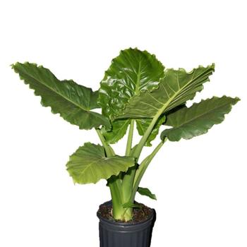 Alocasia hybrid