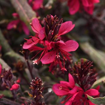 Gaura lindheimeri (Wand Flower)