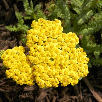 Achillea 