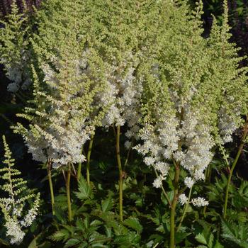 Astilbe chinensis