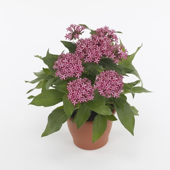 Pentas lanceolata 