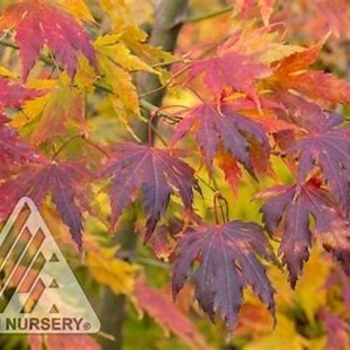 Acer × pseudosieboldianum ‘Arctic Jade’