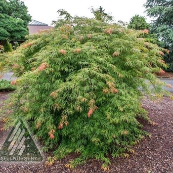 Acer × pseudosieboldianum ‘Ice Dragon’ 