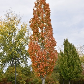 Acer rubrum ‘Armstrong’