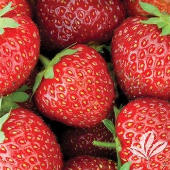 Fragaria × ananassa 'All Star'