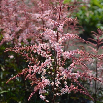 Astilbe Simplicifolia 