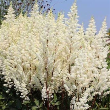 Astilbe Arendsii 