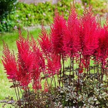 Astilbe 