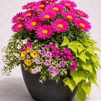 Argyranthemum (Marguerite Daisy)