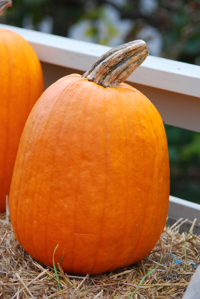 Pumpkin - Cucurbita maxima 'Dependable'