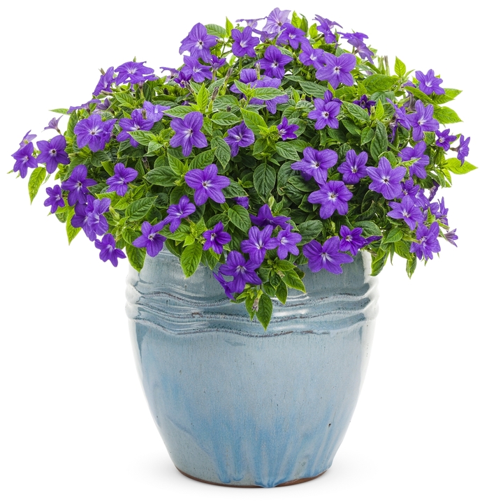 Browallia - Browallia hybrid 'Endless™ Illumination' Browallia - Browallia hybrid 'Endless™ Illumination'