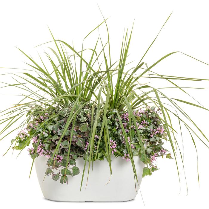 Draceana - Dracaena Spike
